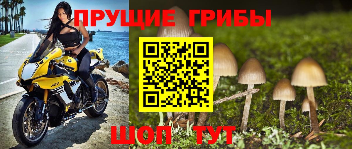 Галлюциногенные грибы Psilocybe Сочи
